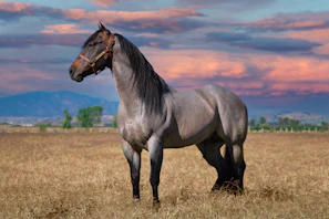A proud Larysz Morgan stallion standing tall in a sunlit pasture, muscles rippling with strength.