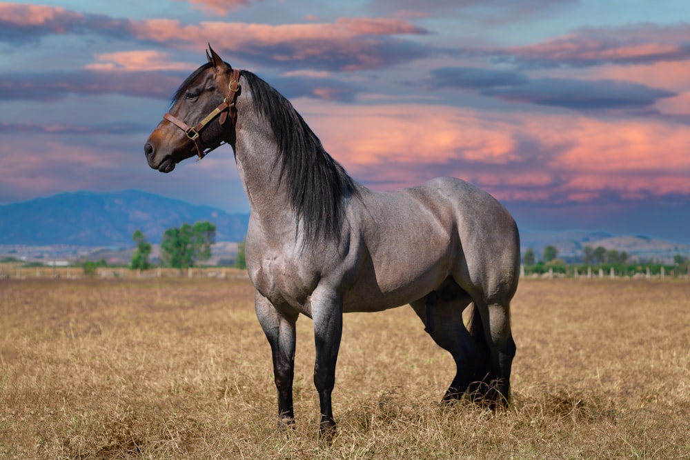 Caballo marrón en un campo de hierba marrón durante el día