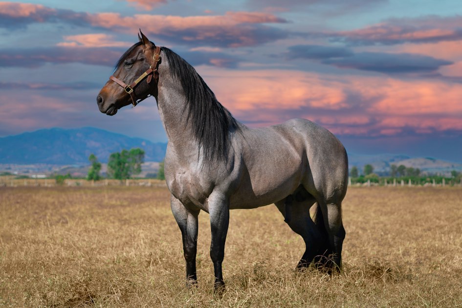 How Much Is a Quarter Horse? Prices by Age, Training and Sale Type