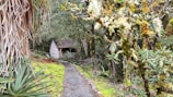 A small rustic cabin surrounded by lush, dense vegetation. A narrow gravel path leads to the cabin, lined with various types of green plants. Moss-covered trees and foliage create a vibrant, natural setting, giving an appearance of being deep within a forest.