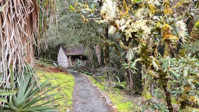 A small rustic cabin surrounded by lush, dense vegetation. A narrow gravel path leads to the cabin, lined with various types of green plants. Moss-covered trees and foliage create a vibrant, natural setting, giving an appearance of being deep within a forest.
