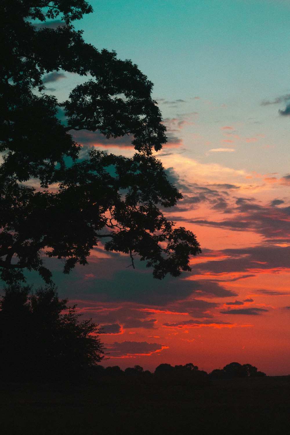 silhouette of tree during sunset