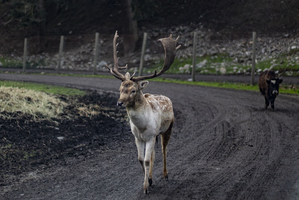 Cerf brun sur la route pendant la journée