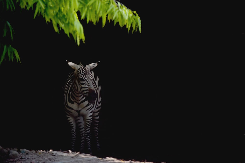 zebra standing on brown soil