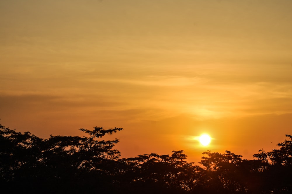 Silueta de árboles durante la puesta del sol