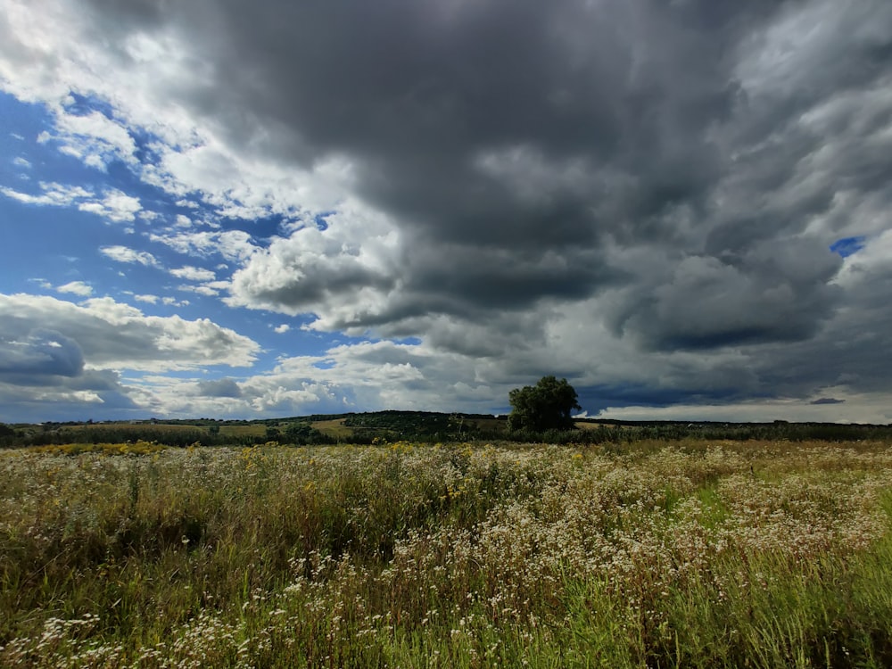 green grass field under gray clouds