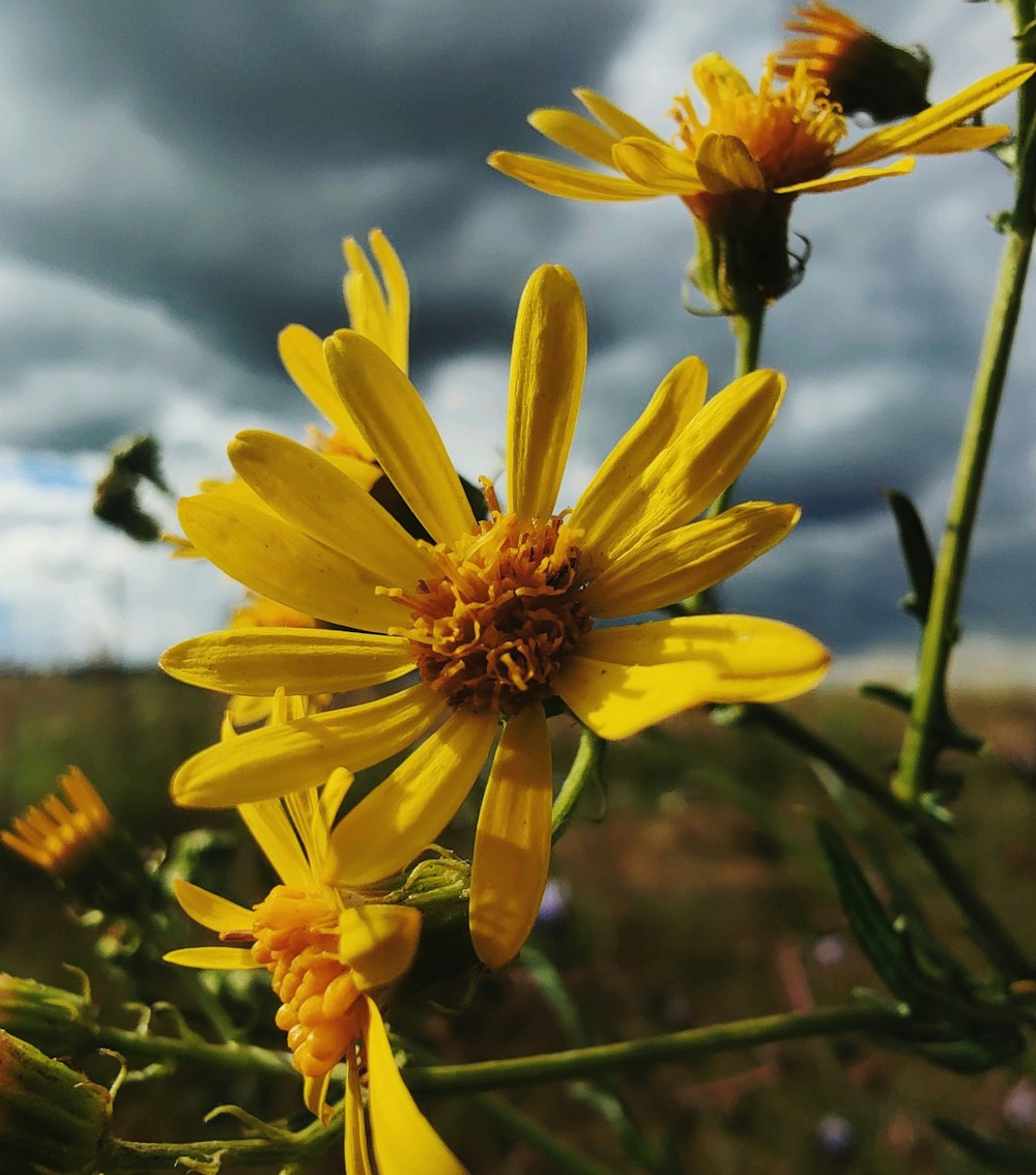 yellow flower in tilt shift lens