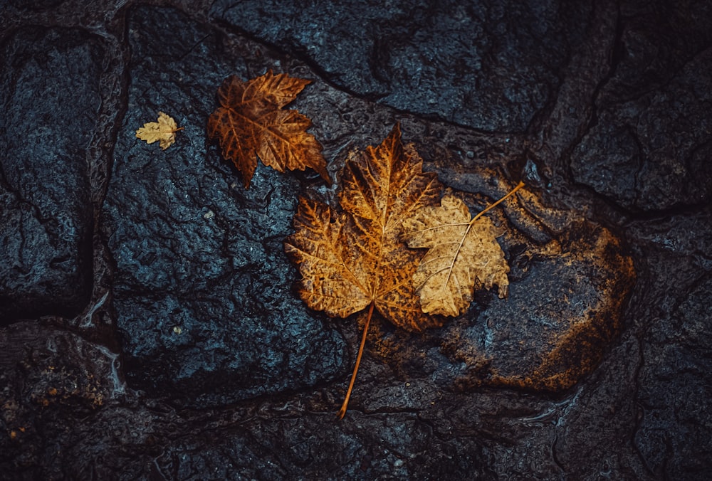 brown dried leaves on black textile