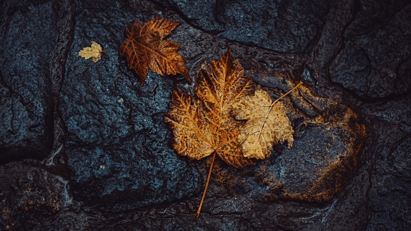 Norolojik ilac gelistirme sureci