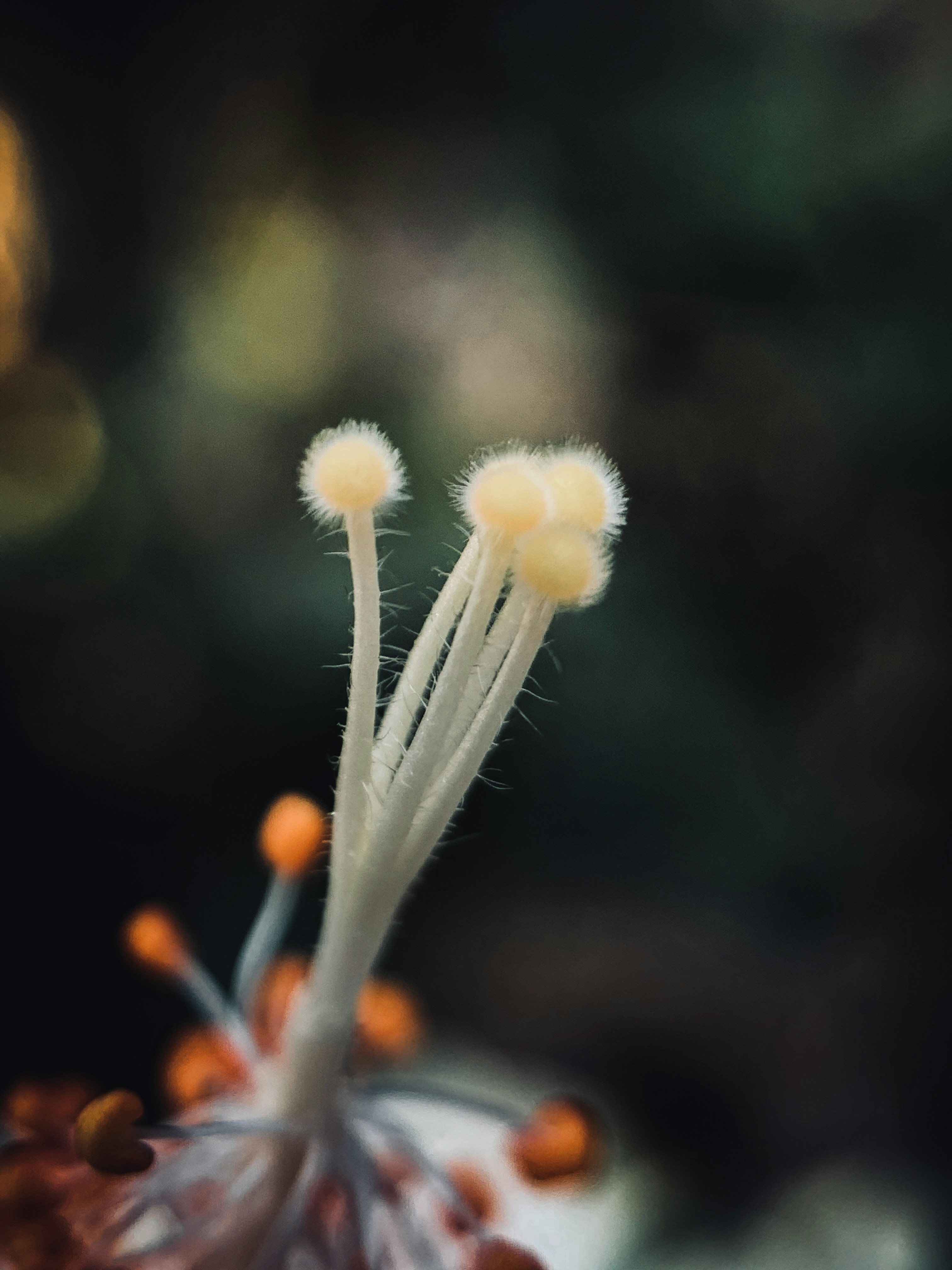 white flower in tilt shift lens