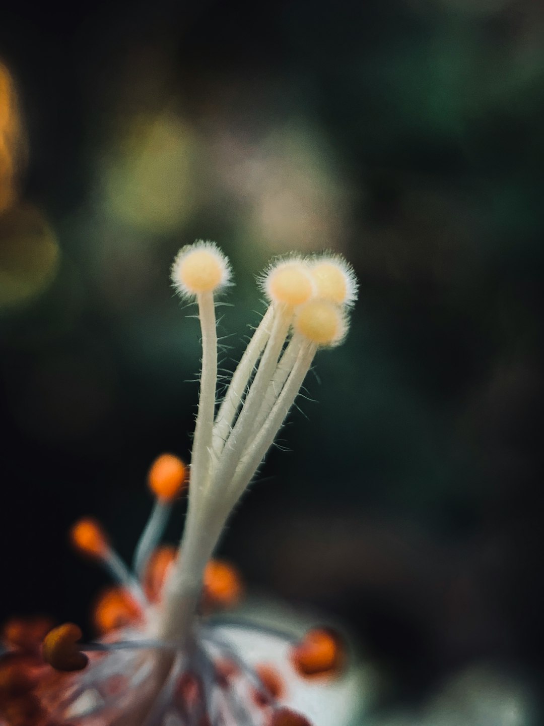 white flower in tilt shift lens