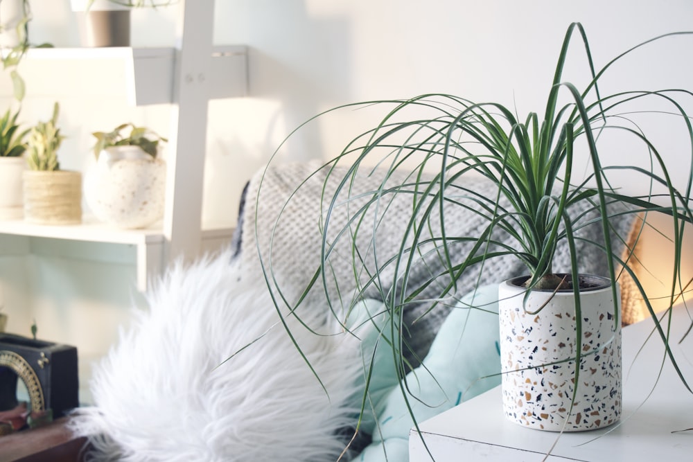 green plant on white table