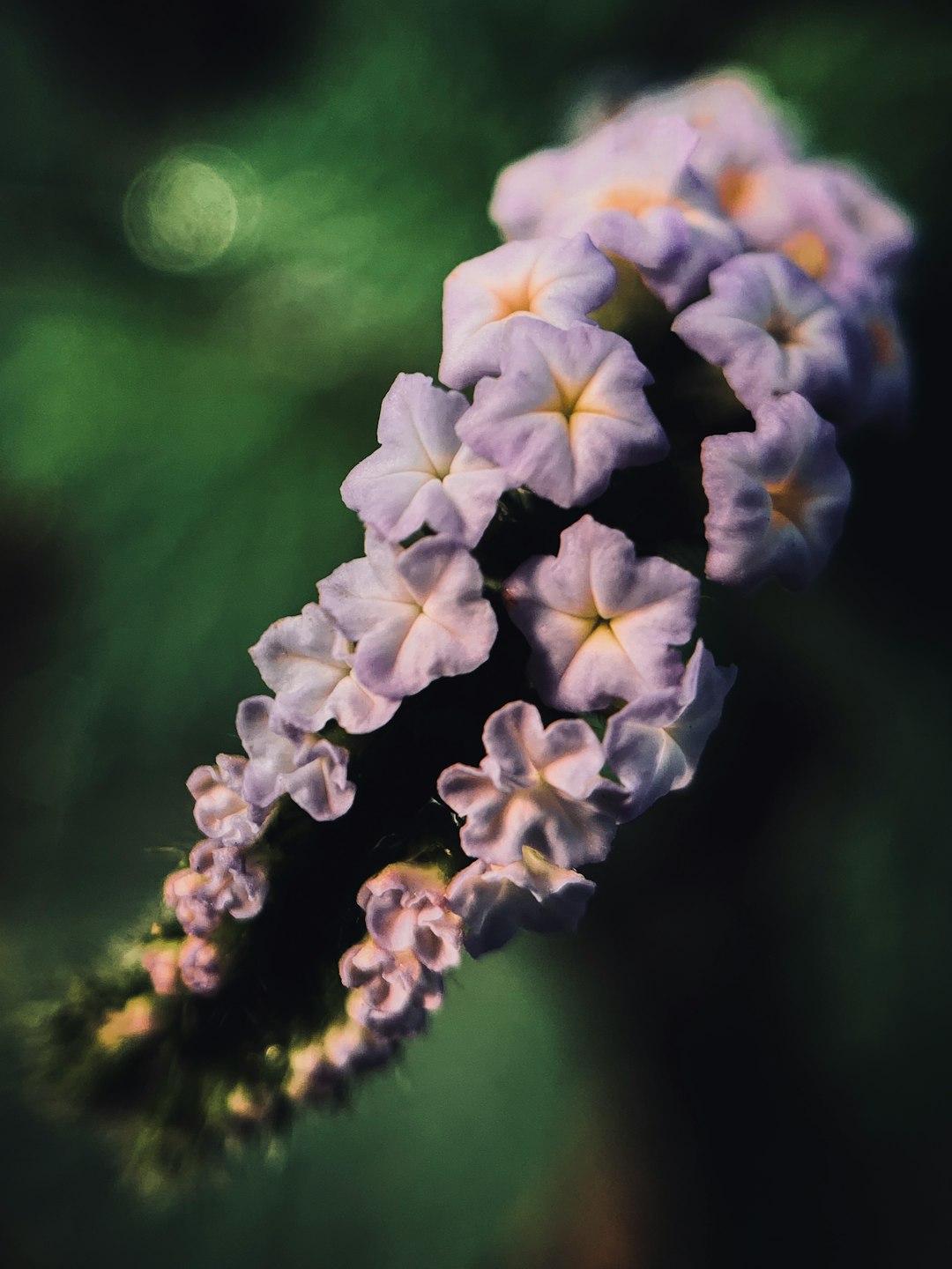 white and purple flower in tilt shift lens