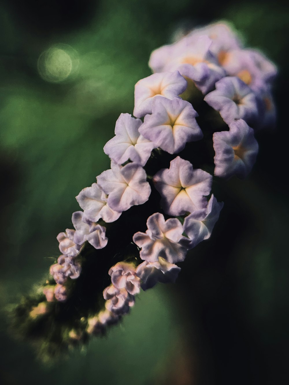 white and purple flower in tilt shift lens