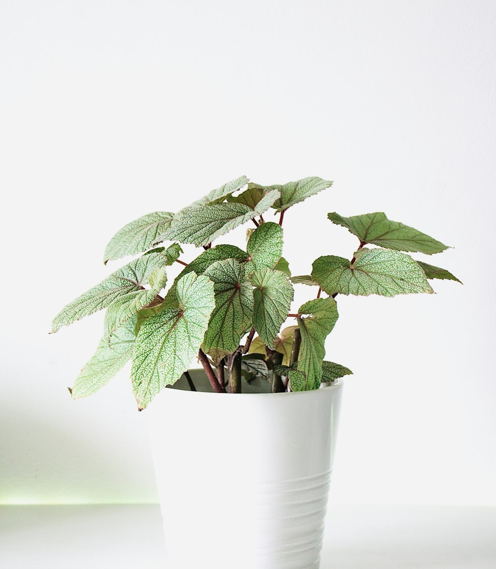 green plant on white ceramic pot