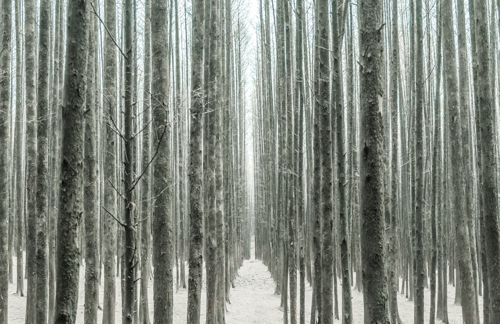 Árboles marrones en el bosque durante el día