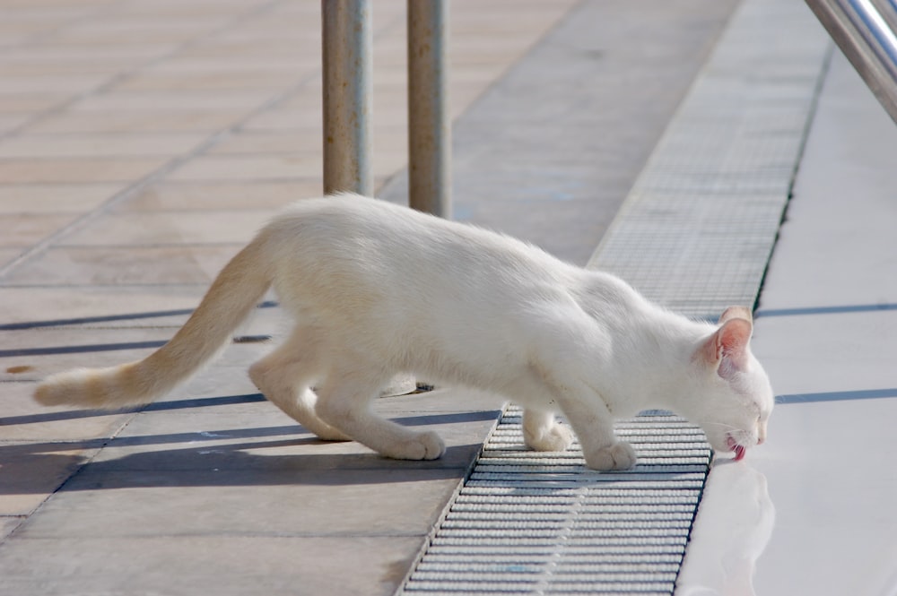 white cat walking on gray wooden floor
