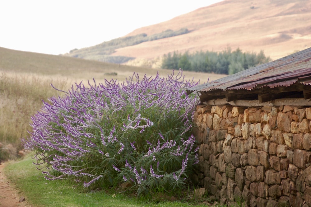 purple flowers on brown brick wall