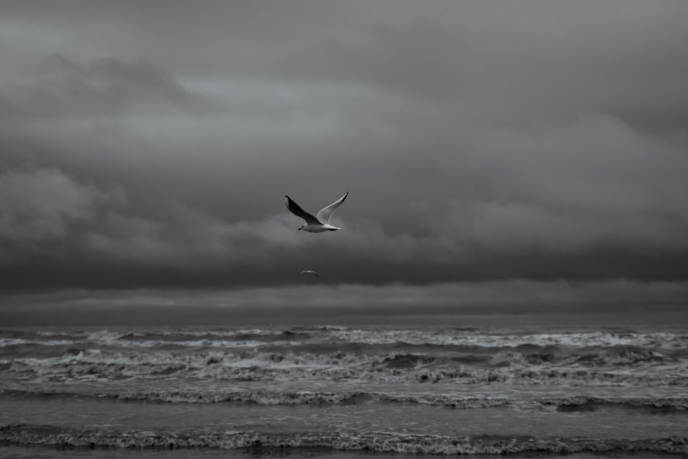 black and white bird flying over the sea