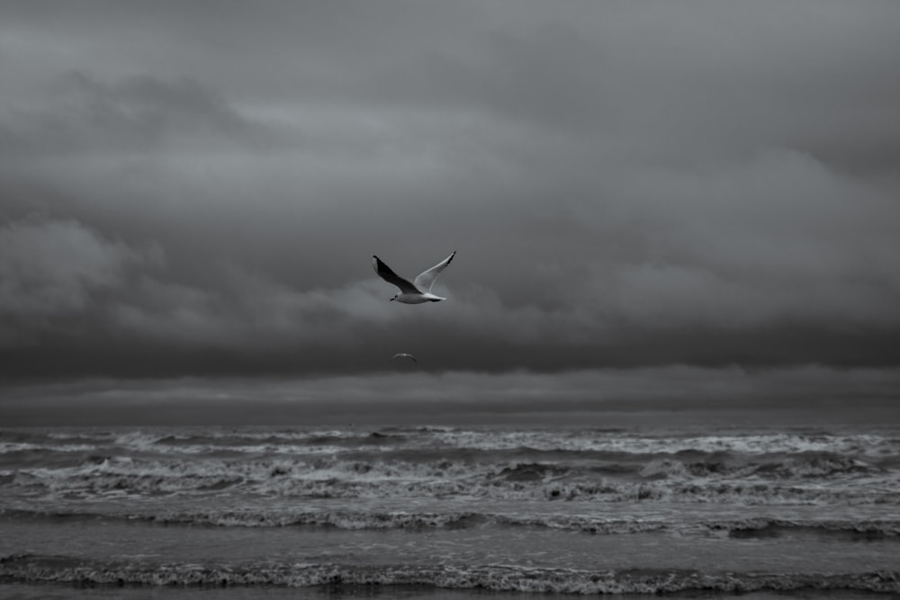 pájaro blanco y negro volando sobre el mar