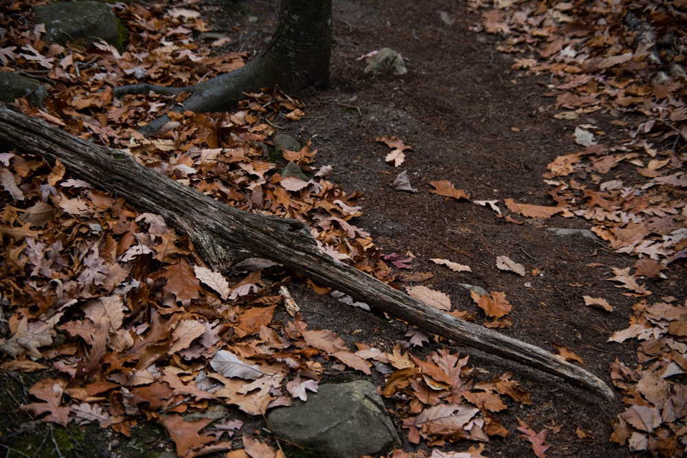 brown dried leaves on ground