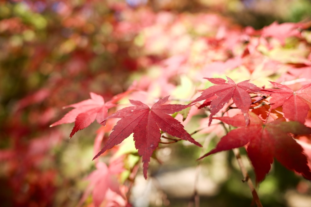 red maple leaves in tilt shift lens