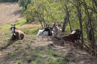 A peaceful goat farm with goats grazing on green grass under soft sunlight.