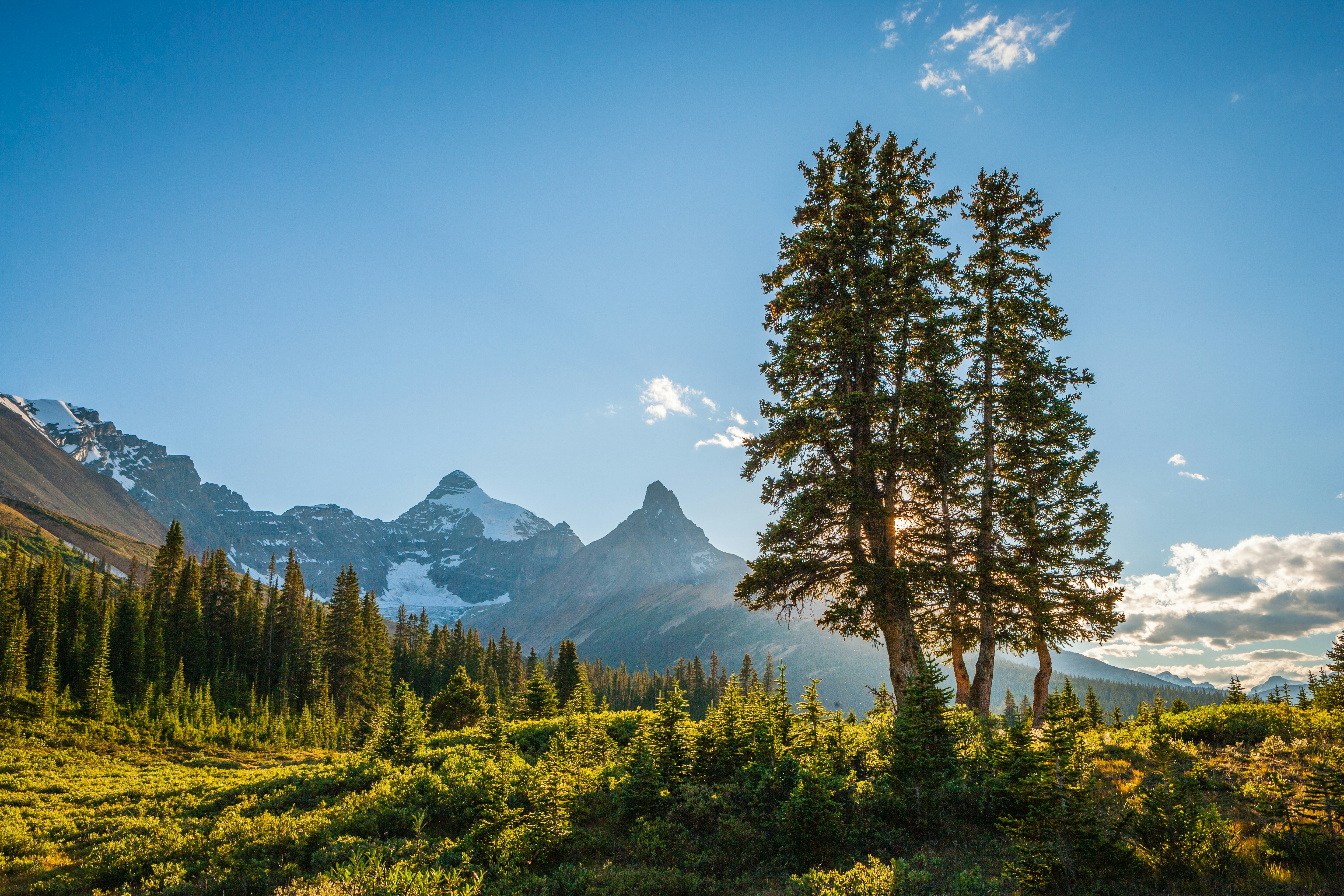 green trees near mountain under blue sky during daytime