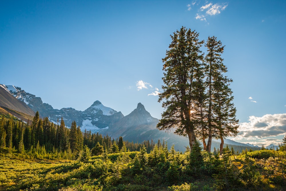 green trees near mountain under blue sky during daytime