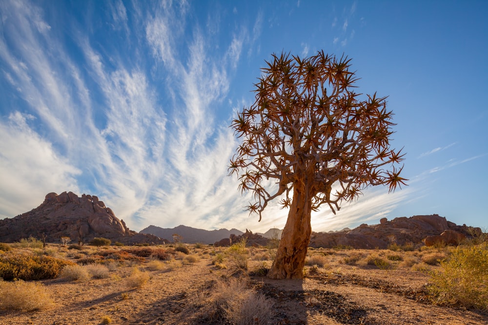 brown tree on brown field under blue sky during daytime