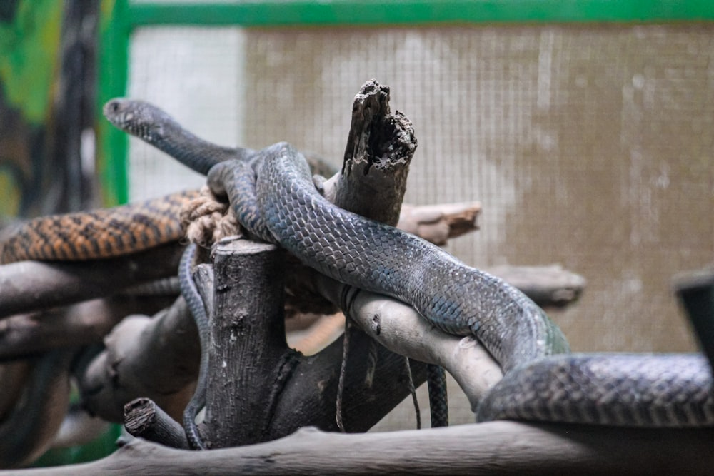 serpiente blanca y negra sobre palo de madera marrón