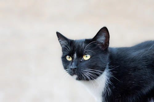Domino, a tuxedo cat