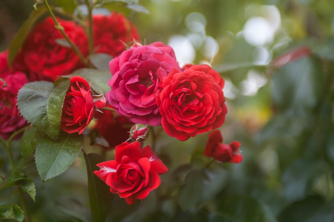 pink roses in bloom during daytime