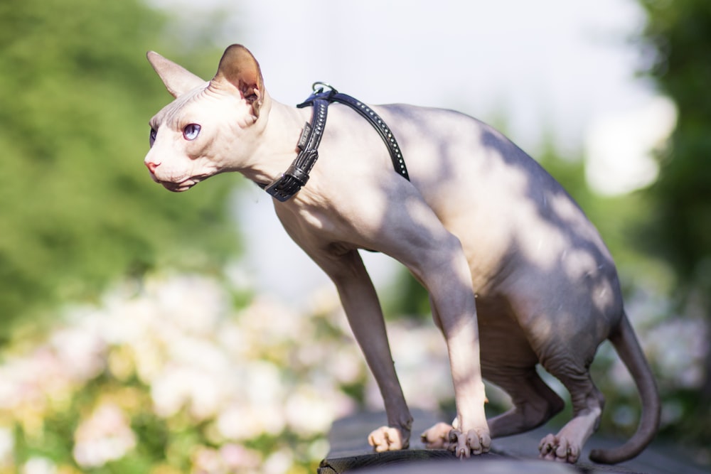 茶色の木製のテーブルに白い短いコートの犬