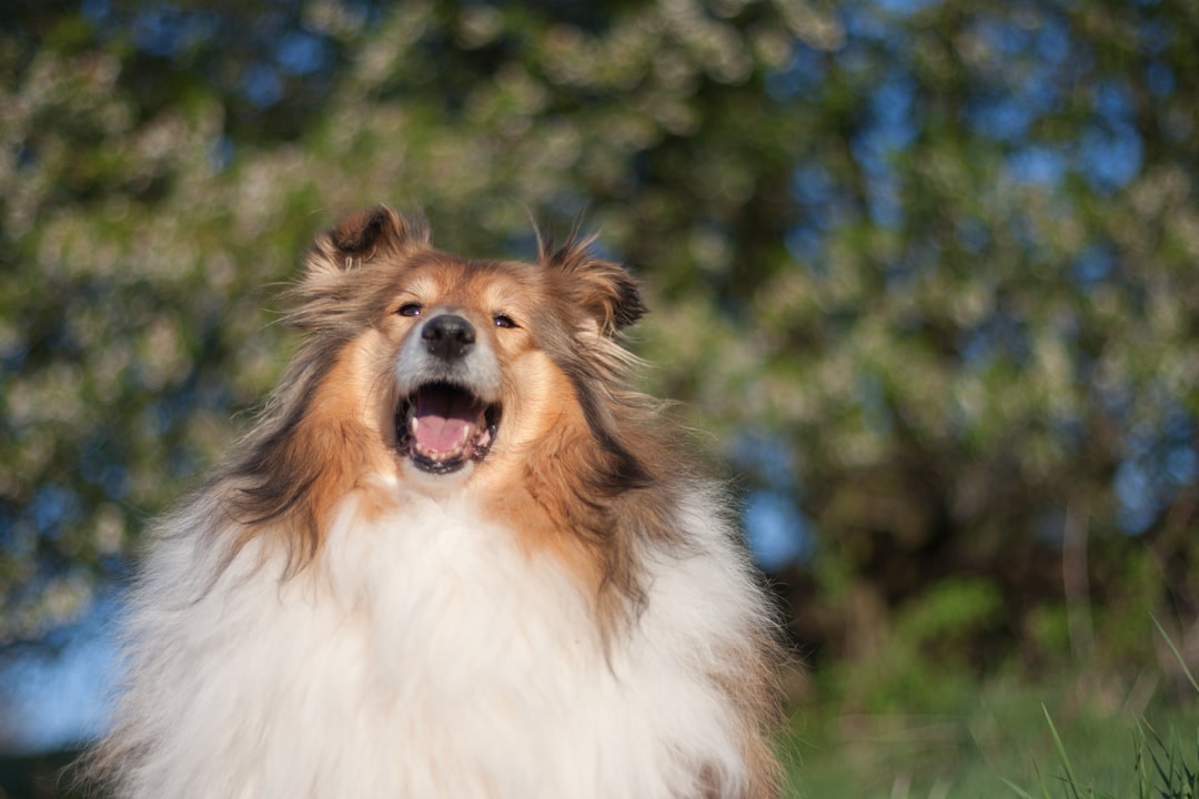 white and brown long coated dog