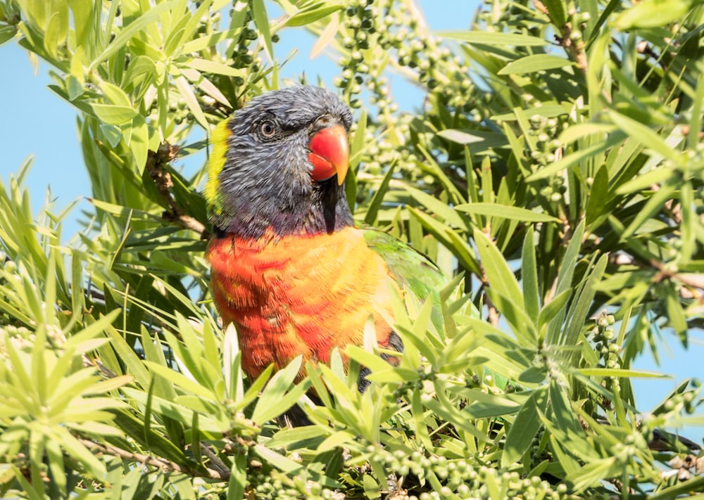 orange black and blue bird on green plant during daytime