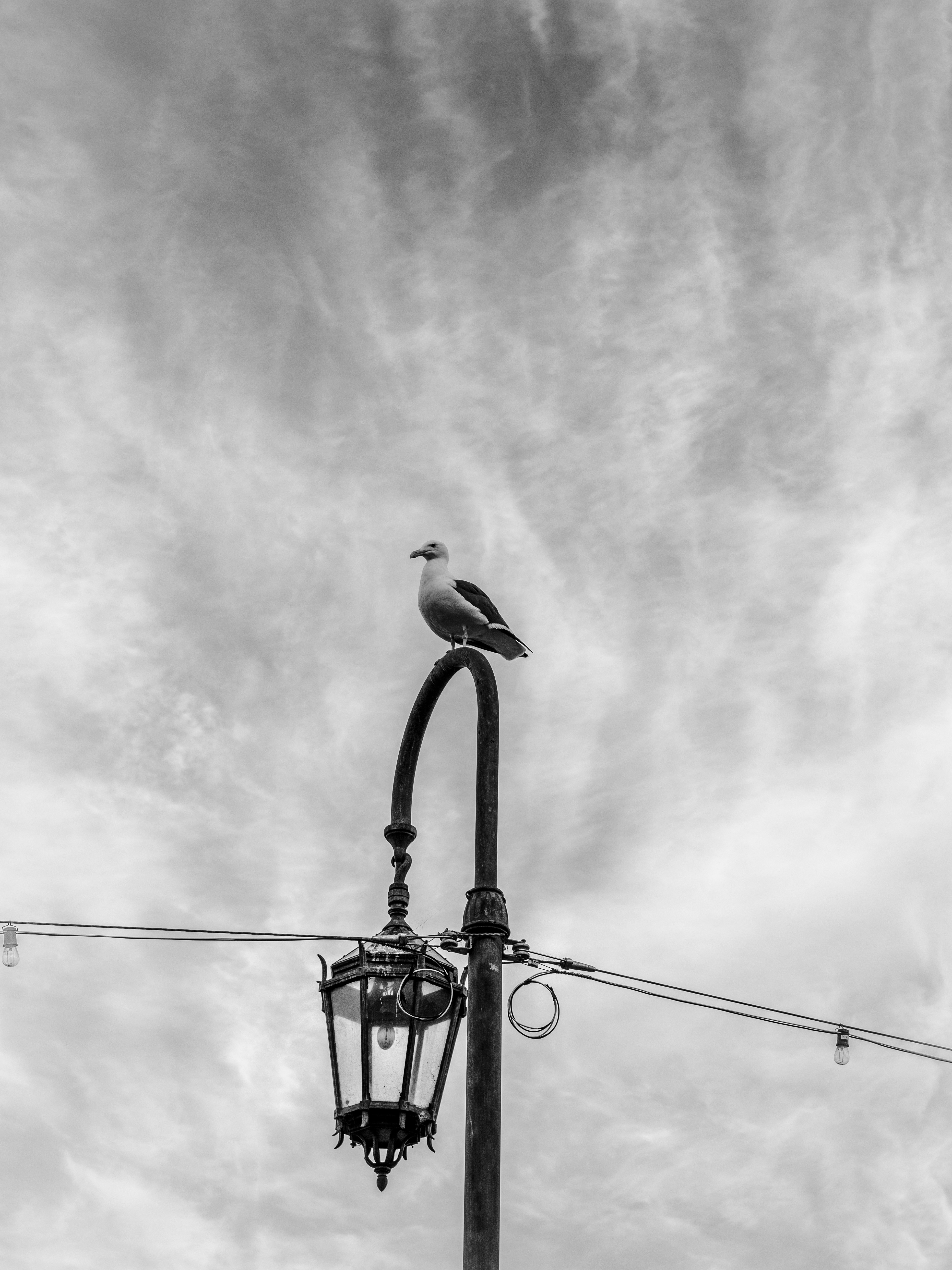 Vogel auf schwarzem Metallständer