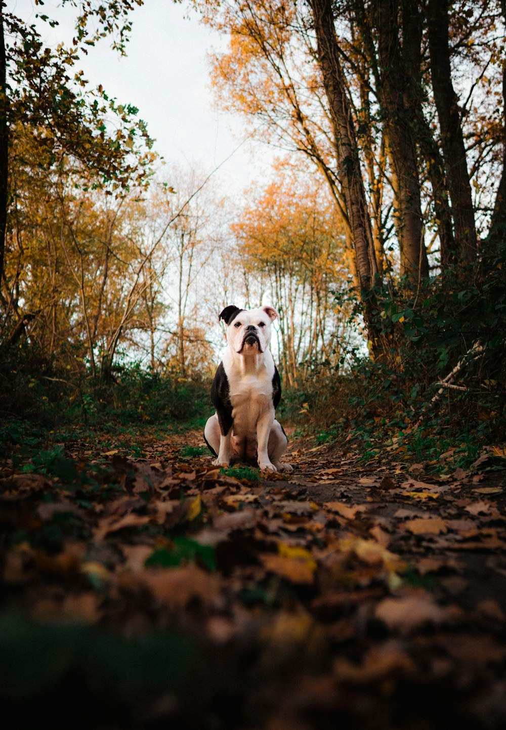 cão branco e marrom de pelagem curta em folhas secas marrons