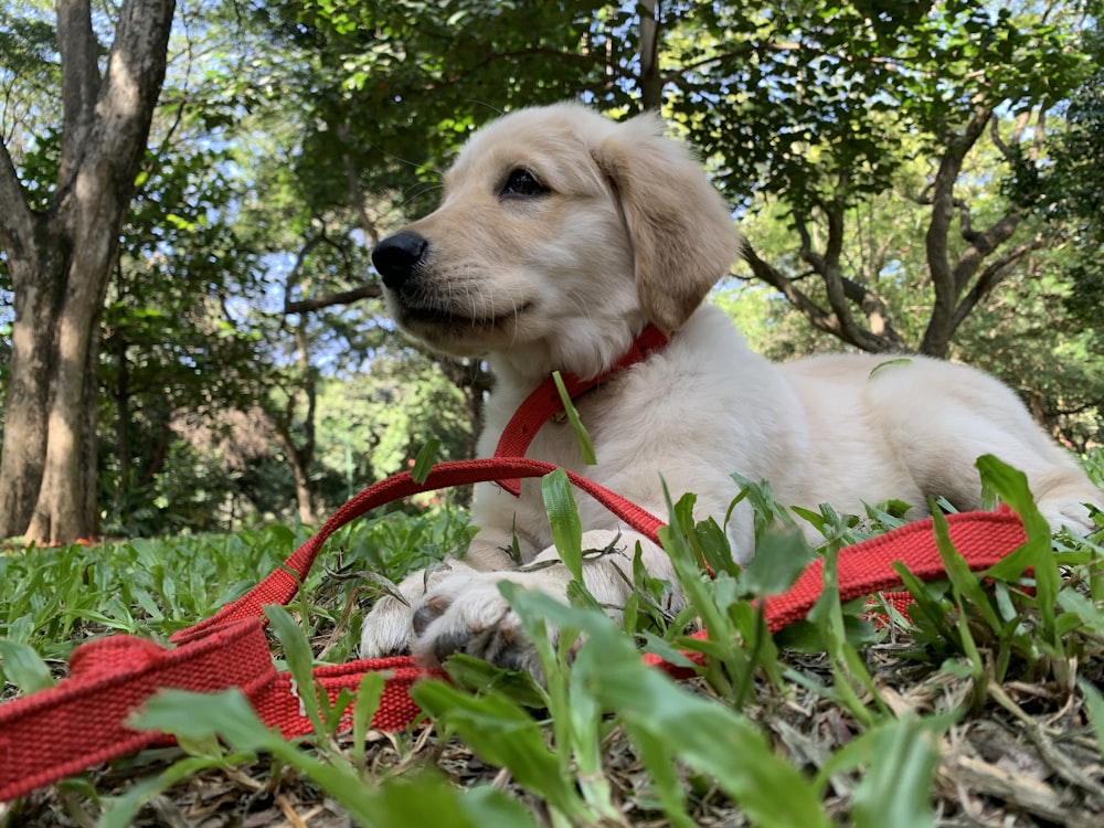 yellow labrador retriever puppy with red leash