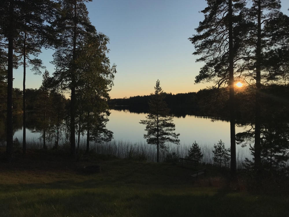 green trees near lake during daytime