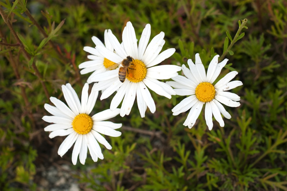 white and yellow daisy flowers