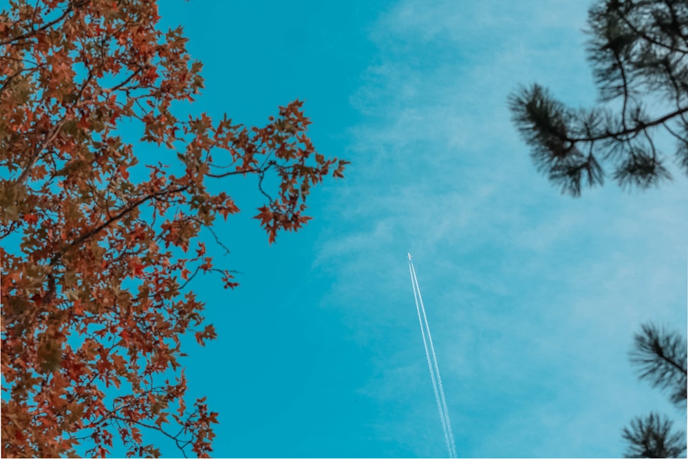 red leaf tree under blue sky