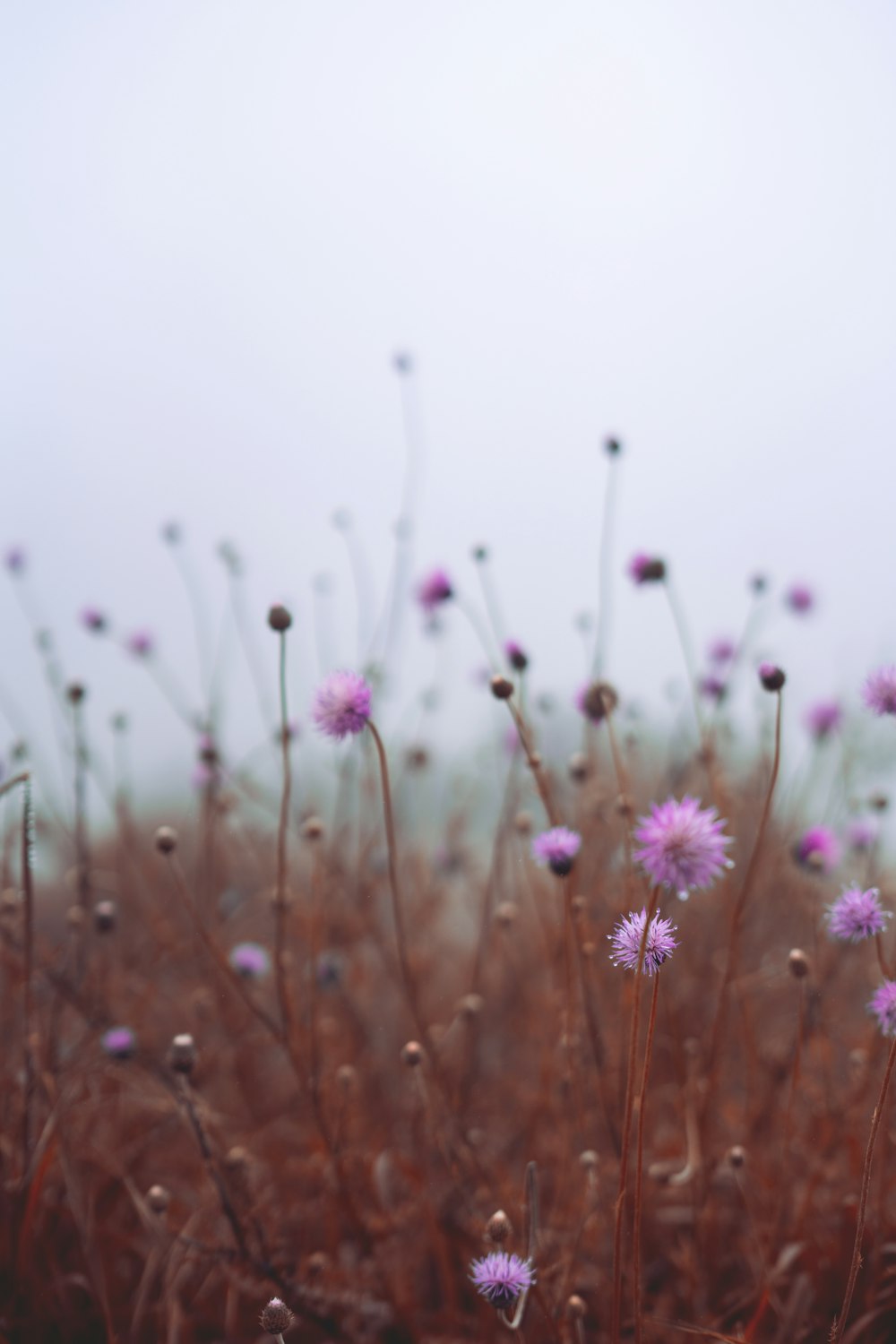 pink flowers in tilt shift lens