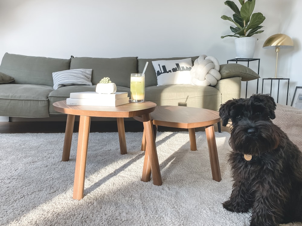 Petit chien noir à poil long sur tapis gris