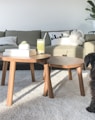 black long coated small dog on gray carpet