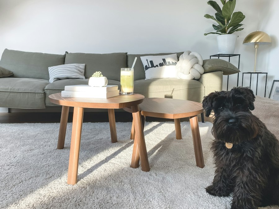 A happy dog relaxing on a plush, freshly cleaned carpet at home