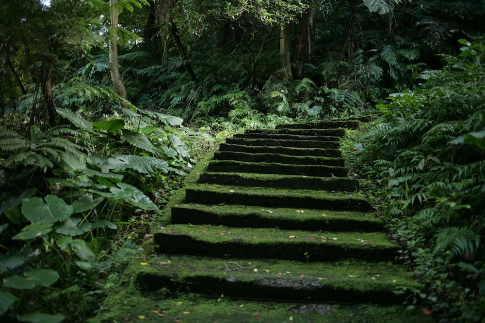 black concrete stairs between green plants