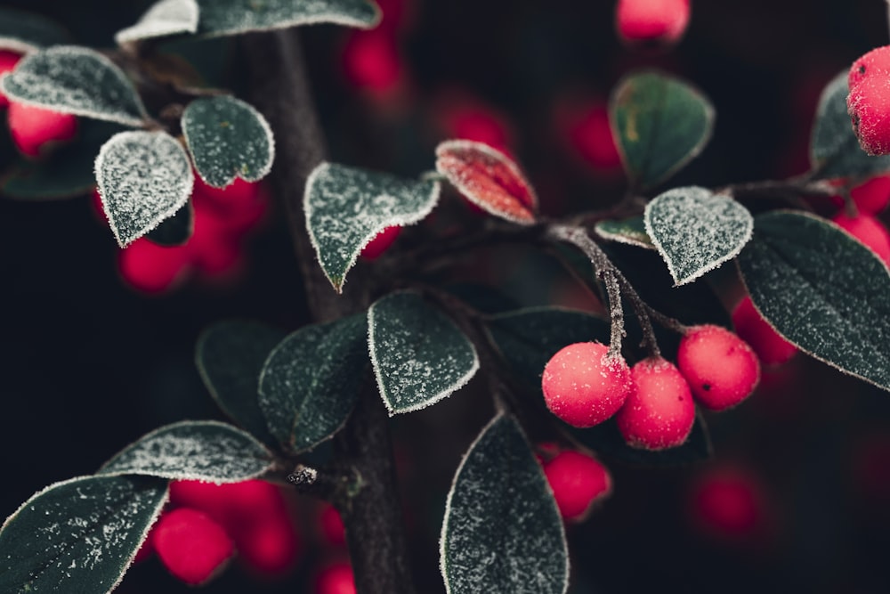 red round fruits on green leaves