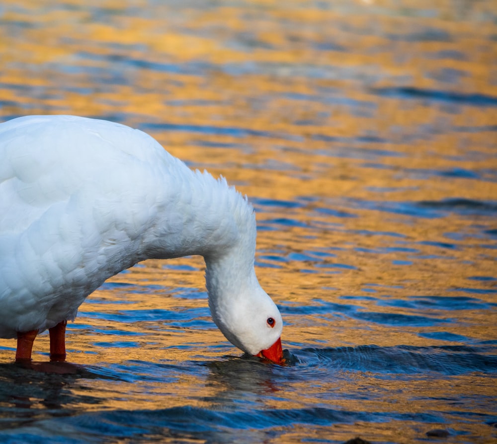 white duck on water during daytime