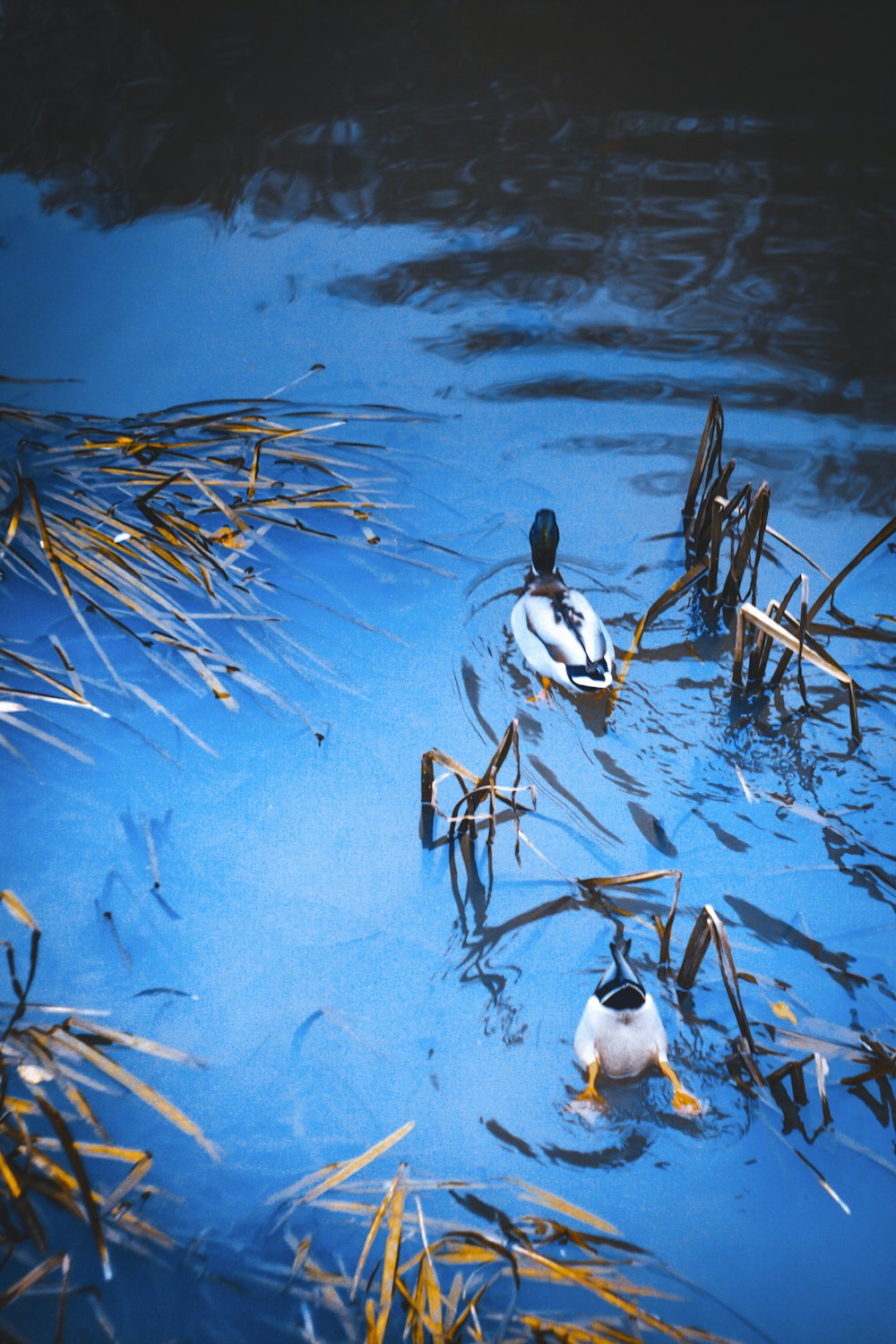 white and black duck on water